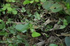 Rungia pectinata